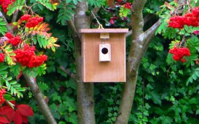 Bird-bumblebee nest box-video