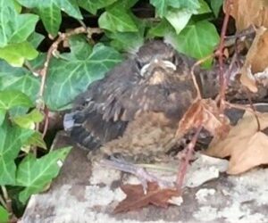 Blackbirds and the punk chicks in my garden! video