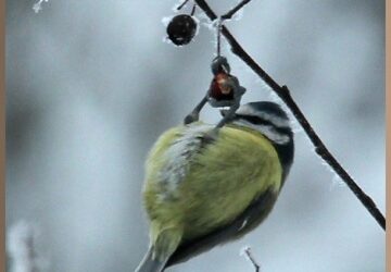 The birds and the bees = berries!