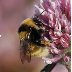 Where have all the insects gone? An ecological Armageddon?