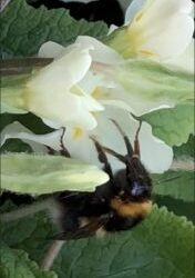 Wild Primroses. A good nectar source for early bumblebees?