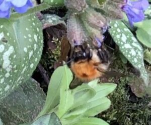 Female Hairy-footed flower bee foraging on lungwort and cleaning tongue