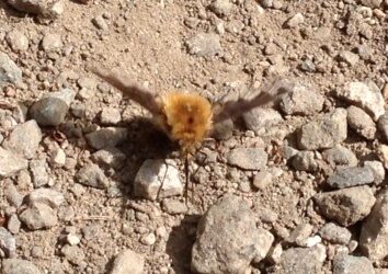 The Bee fly is a bee mimic and a bee eater! video