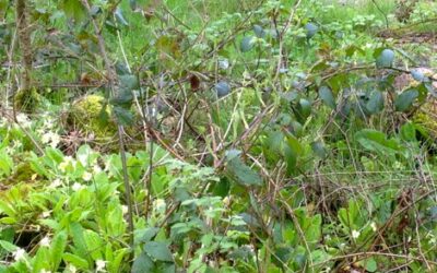 Wild bumblebee nest found along woodland trail April 2012 video