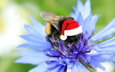 Seasons Greetings from Nurturing Nature