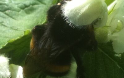 Bumblebee queens feeding upon early flowers