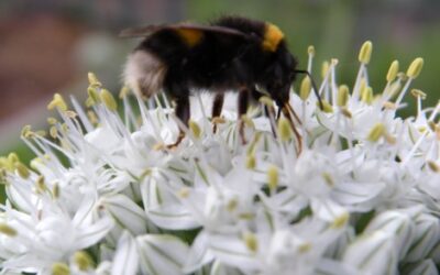 Professor David Goulson: Bumblebee ecology and conservation video