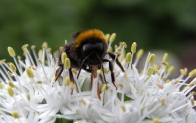 Bumblebee survey 2013 – citizen science