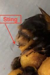 Bombus terrestris queen egg laying and cell making