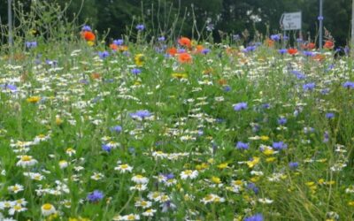 Bumblebee roundabout, Plantlife and Alan Titchmarsh Road verges campaign