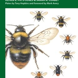 Bumblebee walk – enjoyable citizen science stroll!