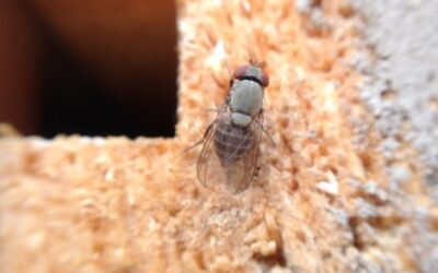 Cacoxenus indagator, a cleptoparasite of red mason bees video