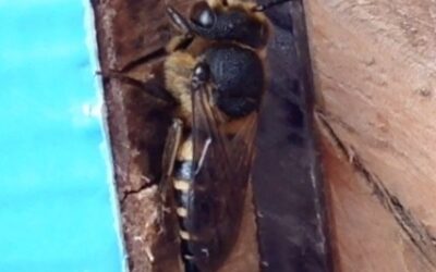 7 species of solitary bee pests attracted to nest box-video