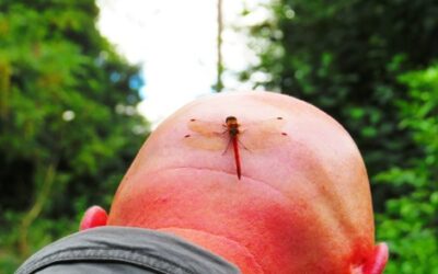 Can you spot the southern hawker dragonfly?!!