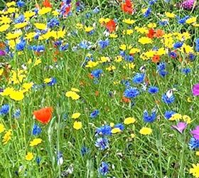 Converting a boring lawn to a wildflower meadow! pt 1 video