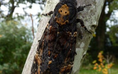 Wildlife Gardening, Halloween and a ghostly Death’s Head Hawk moth
