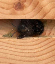 Making cob brick bee hotels used by the hairy footed flower bee