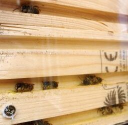 Red mason bee male drags newly emerged female from inside her natal cavity