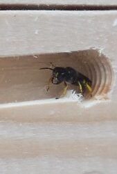Ectemnius solitary wasp targets solitary bee as food to go
