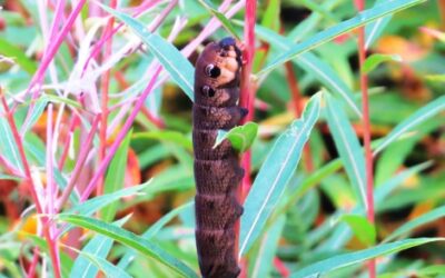 Elephant Hawk Moth in Rixton Clay Pits