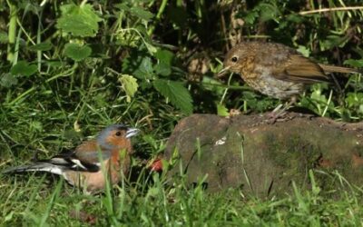 Successful robin nest in my wildlife garden-video