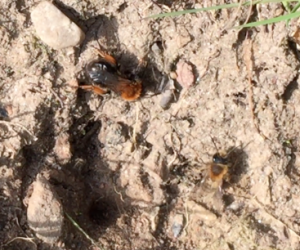 Early mining bee (Andrena clarkella?) nest site