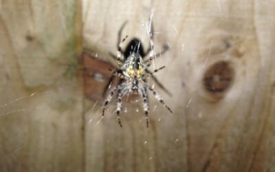 Spiders in da house mobile identification app!