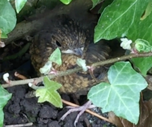 Fledgling Robin from an Ivy covered fence nest site 5/4/17