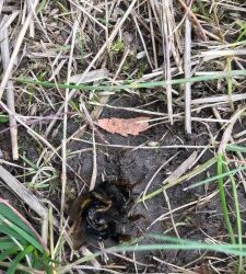 Bumblebee queen killed by probably a Great tit or a robin