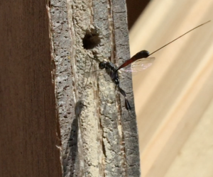 Gasteruption jaculator, a cleptoparasitic wasp, visits my wildlife garden