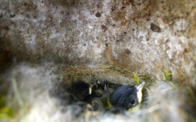 Tree bumblebee queen steals nest from Blue tit