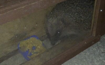 Hedgehog feeding on peanut butter in hedgehog feeding station April 2015