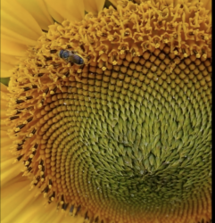 Heriades truncorum (large headed resin bee) dabbing pollen onto its abdomen when foraging