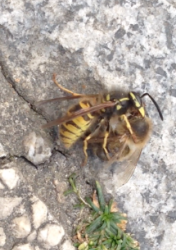 Wasp attacks honeybee mid air, kills it and flies off with it  video