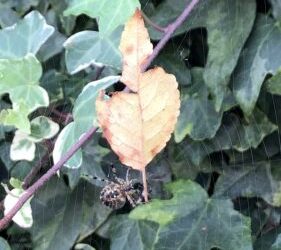 How does a spider remove a leaf from its web?