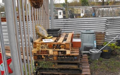 Pollinating insect lodge using old pallets