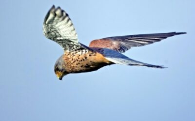 Kestrel kills starling in garden- citizen science to monitor their decline