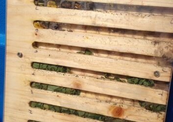 Osmia leaiana using masticated plant material in observation nest box 2013-video