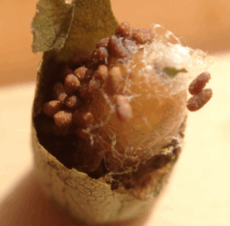 Osmia leaiana, Red Mason bee and leafcutter bee cocoons comparison video