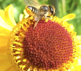 Do female leafcutter bees give a ‘hands off’ signal to males