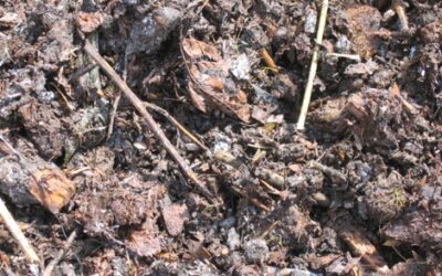 The life in a compost heap – a bug’s life