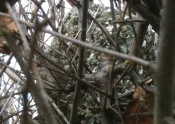 Long tailed tits, building their nest and food choices