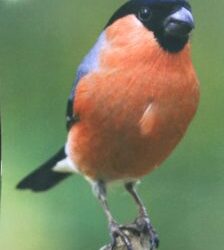 Video Bullfinches feeding on Sorrel seeds in wildflower meadow lawn