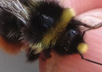 Colourful male bumblebees to hand!