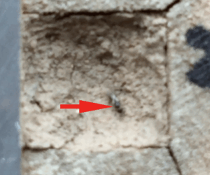 Melittobia acasta entering a sealed Red Mason bee cavity- video
