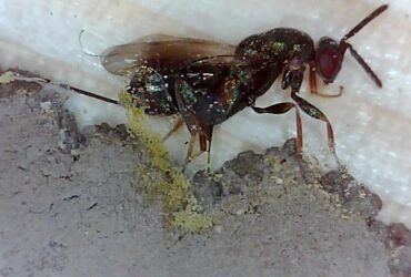 Monodontomerus wasp silent deadly red mason bee assassin-video