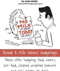 Bread and milk harms Hedgehogs poster