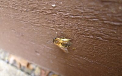 Solitary mining bee nest being sought out by cuckoo bee-video