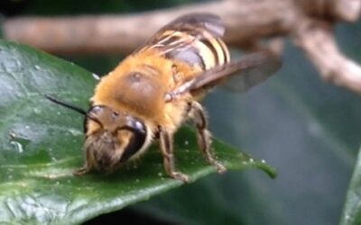 Ivy Bee (Colletes hederae) nest site – video