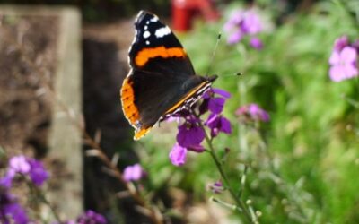 Red Admiral Butterflies, do they hibernate in Britain?